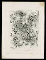 Free download [Dandelion Seeds] free photo or picture to be edited with GIMP online image editor